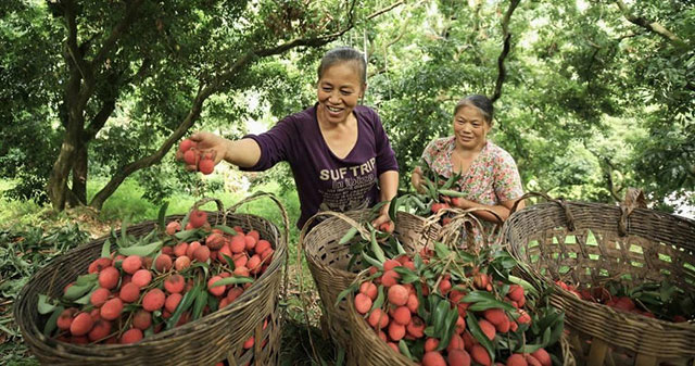 十二金钗凝荔韵 千年传奇续新篇┃合江荔枝十二金钗诗联里的晚熟传奇(图30) AA1ISGck.jpg