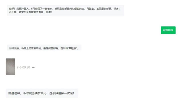 近期大量出现！泸县官方提醒：有毒，别乱抓