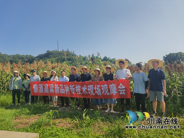 酿酒高粱新品种新技术现场观摩会（曾佐然摄）.jpg