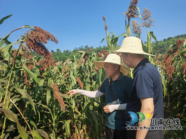 农技专家现场观摩高粱长势（曾佐然摄）.jpg