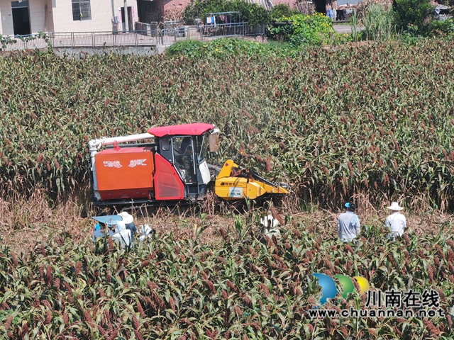 现场观察机收高粱（曾佐然摄）.jpg