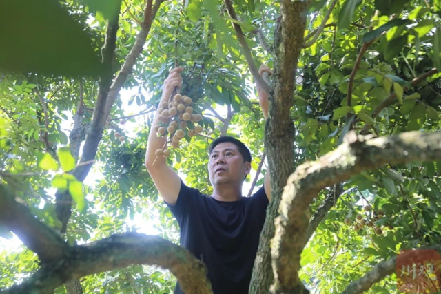泸州龙马潭:早熟桂圆抢“鲜”上市助农增收(图1) 6401.jpg