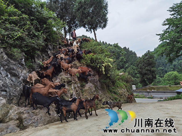 古蔺县石宝镇任平红汤羊肉:百年技艺成“非遗”,匠心传承香飘万家(图4) 3.jpg