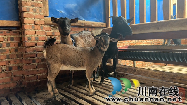 古蔺县石宝镇任平红汤羊肉:百年技艺成“非遗”,匠心传承香飘万家(图5) 4.jpg