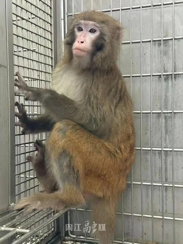 已健康存活300天!供体来自内江——(图1) 1.jpg