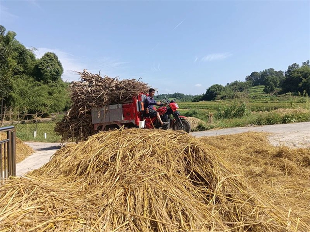一亩地秸秆换回4袋肥料，纳溪区上马镇“废弃物”变增收“宝贝”