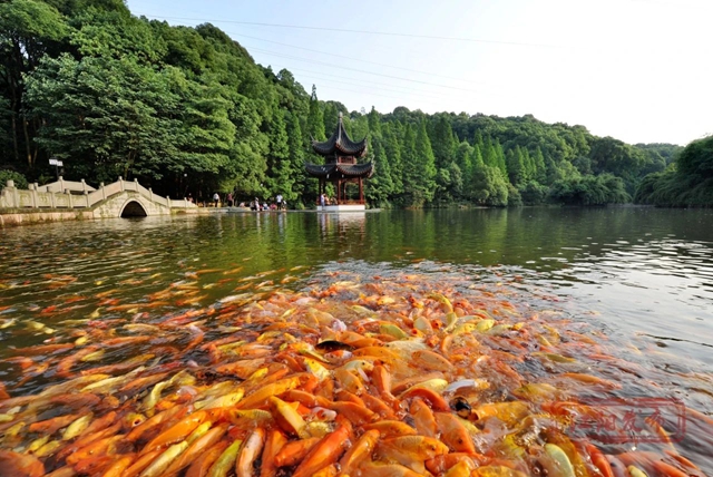 这里是江阳，这里是音乐节的主场！