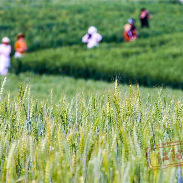 这里是江阳,这里是音乐节的主场!(图22) 22.jpg