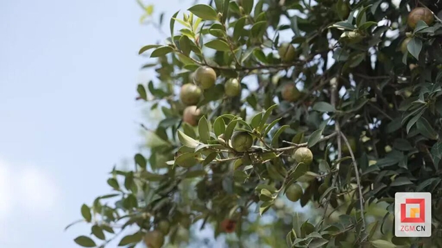 省级名单公布 自贡两地入选并获资金支持