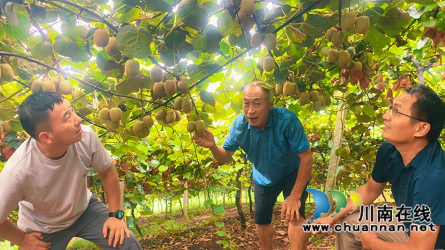 图3：了解猕猴桃收成情况周超文摄.jpg