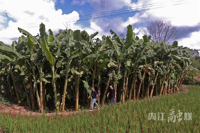 “蕉”傲！内江这个村大丰收啦