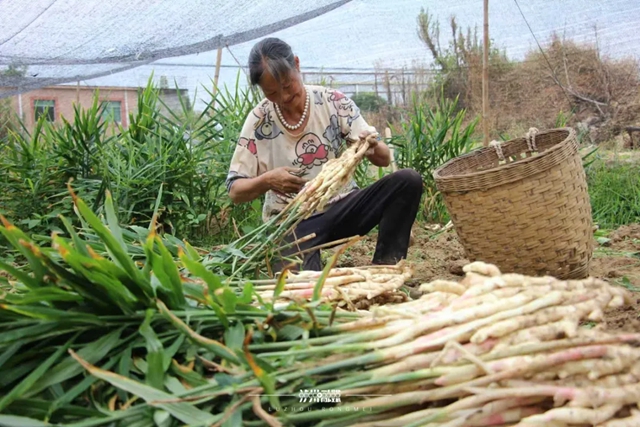 脆香嫩的牛滩生姜： 一口“嚼透”泸州人的舌尖乡愁
