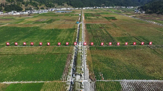 测产喜获丰收！古蔺县粮烟融合绘就乡村振兴新画卷