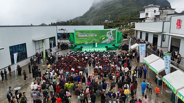 万亩猕园挂满“金果果”！古蔺县第四届猕猴桃丰收季启幕