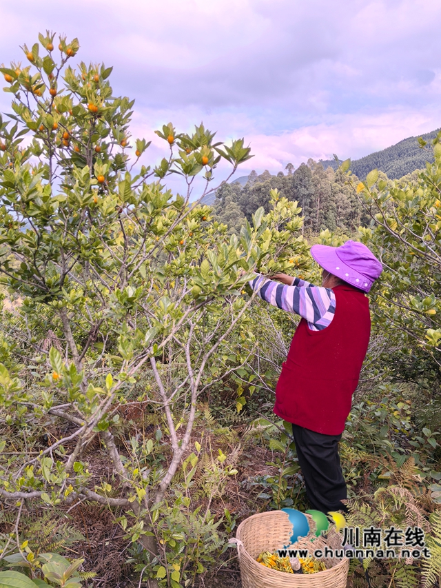 采摘黄桅子（曾佐然摄）.jpg