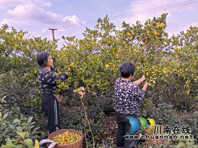 村民采摘黄桅子（曾佐然摄）.jpg