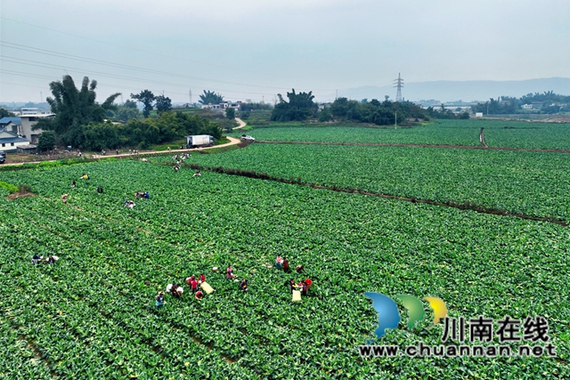 泸县佳乡劳务专合社组织部分社员在蔬菜基地务工.jpg