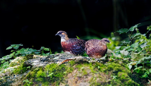 国内首个!宜宾屏山县获批珍稀濒危野生动物人工繁育(图3) 3.jpg
