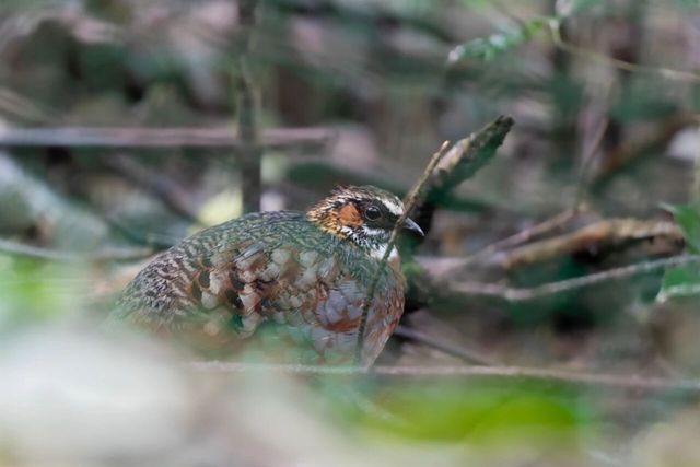 国内首个!宜宾屏山县获批珍稀濒危野生动物人工繁育(图7) 7.jpg