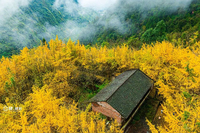 速来!泸州第一波银杏已经黄了!(图2) 2.jpg