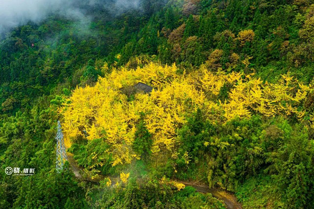 速来!泸州第一波银杏已经黄了!(图3) 3.jpg