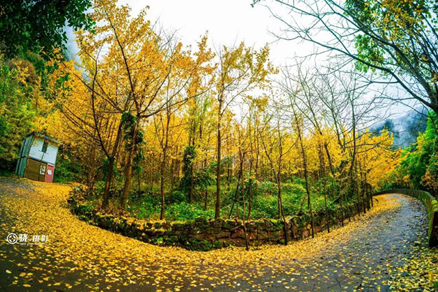 速来!泸州第一波银杏已经黄了!(图4) 4.jpg