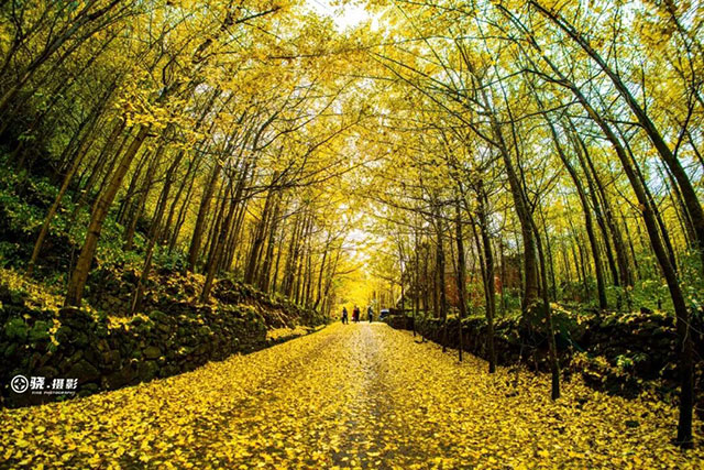 速来!泸州第一波银杏已经黄了!(图5) 5.jpg