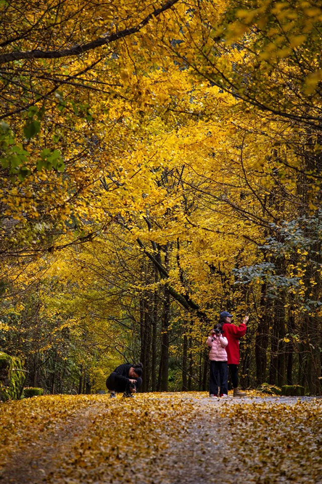 速来!泸州第一波银杏已经黄了!(图7) 7.jpg