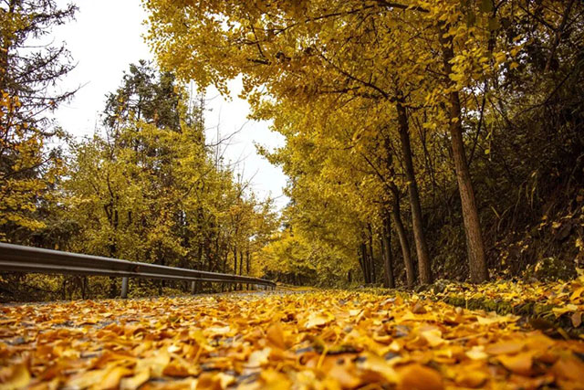 速来!泸州第一波银杏已经黄了!(图6) 6.jpg