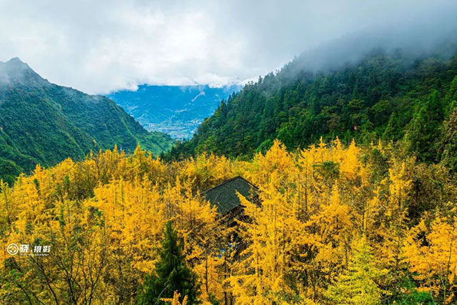 速来!泸州第一波银杏已经黄了!(图9) 10.jpg