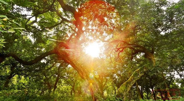 草地上“长”满了人!江阳开启全城日光浴模式(图17) 17.jpg