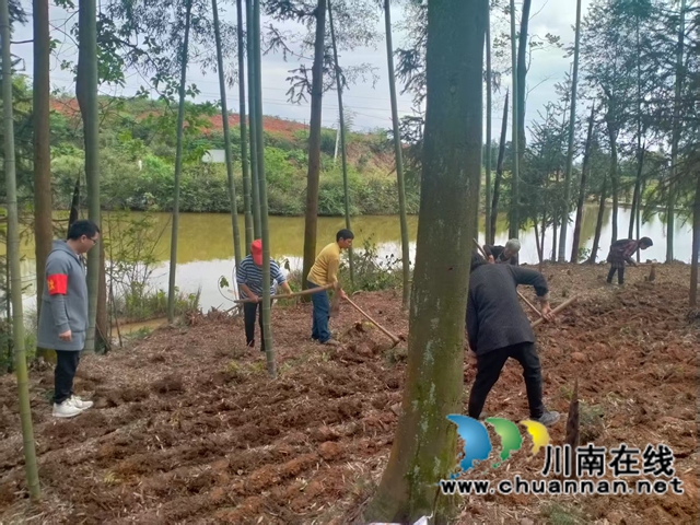 图4：赵坪村群众在楠竹林里务工增收 周超文 摄.jpg