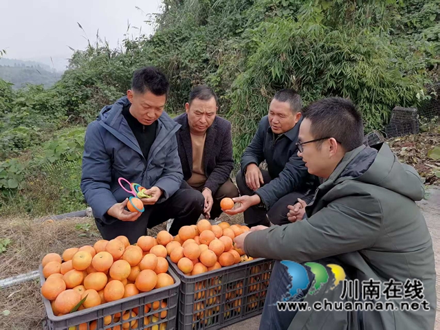 泸县返乡创业指导员朱上友（左一）在泸县太伏镇指导柑橘种植初创者如何选果.jpg