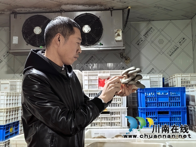 泸县返乡创业指导员李云川在保鲜库检查鲜菇存放情况.jpg