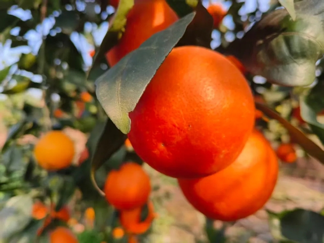 泸县方洞镇挂起“红灯笼”，生态循环种出甜日子