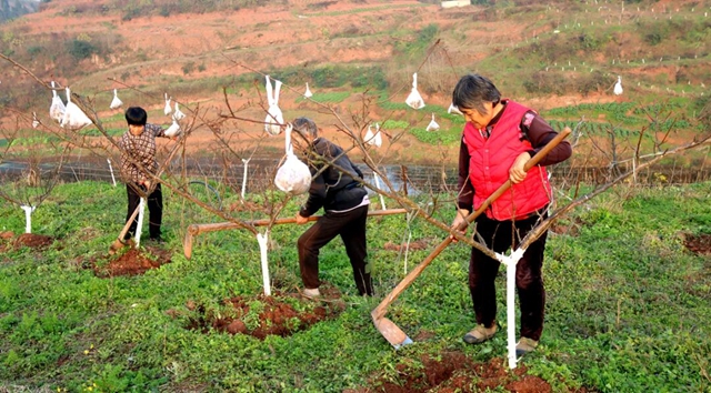 冬管好，春来早——泸县太伏镇冬季果园管护绘就丰收好图景