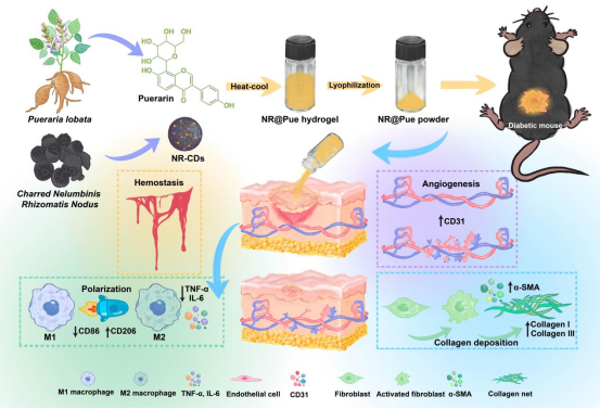 Double kill!西南医大中医院妇科创新团队太给力了(图2) 1.png