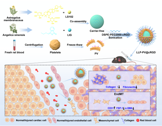 Double kill!西南医大中医院妇科创新团队太给力了(图8) 7.png