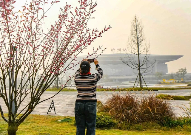 接下来的泸州是梅花的主场！这几个地方美翻了