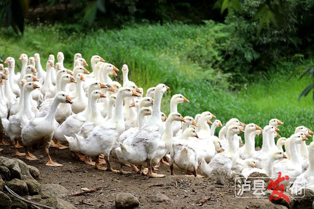 明日18:20！央视《寻味山海》播出泸县篇