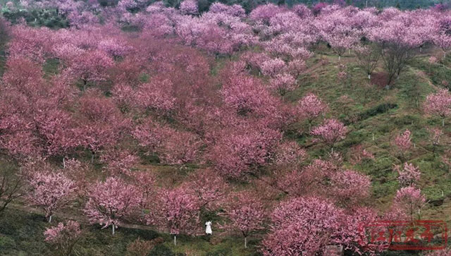 恭喜！泸州人将喜提一个“樱花春节”