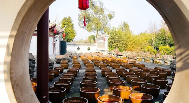 叙永新增打卡点:中华油茶庄园正式亮相(图6) 6.jpg