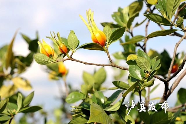 全国首个!泸县这里藏着一座“黄栀子基因库”(图2) 2.jpg