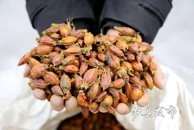 全国首个!泸县这里藏着一座“黄栀子基因库”(图3) 3.jpg