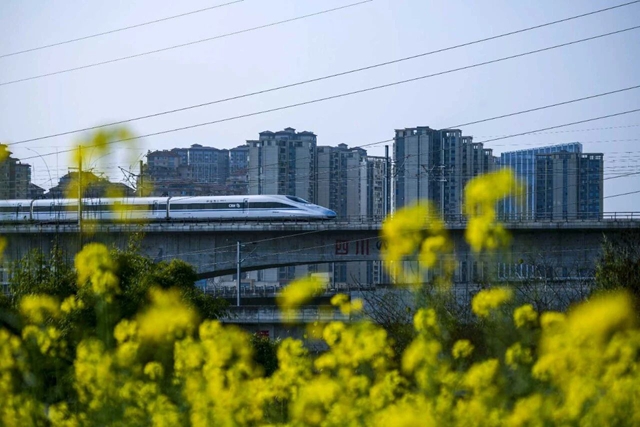 泸州油菜花迎春绽放,两大春日文旅活动邀您共赴金黄之约(图1) 1.jpg