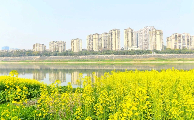 泸州油菜花迎春绽放,两大春日文旅活动邀您共赴金黄之约(图4) 4.jpg