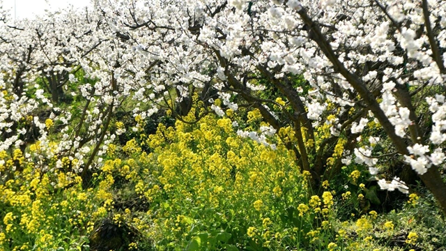 泸州油菜花迎春绽放,两大春日文旅活动邀您共赴金黄之约(图7) 7.jpg