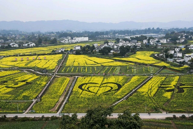 泸州油菜花迎春绽放,两大春日文旅活动邀您共赴金黄之约(图9) 9.jpg