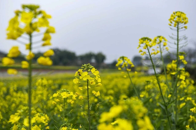 泸州油菜花迎春绽放,两大春日文旅活动邀您共赴金黄之约(图10) 10.jpg
