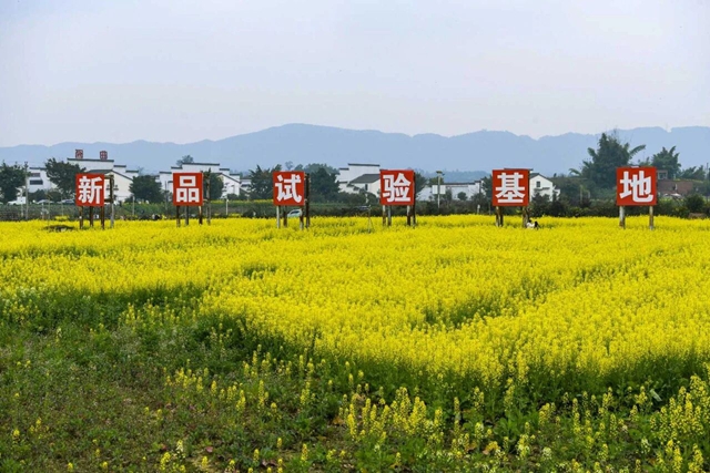 泸州油菜花迎春绽放,两大春日文旅活动邀您共赴金黄之约(图11) 11.jpg